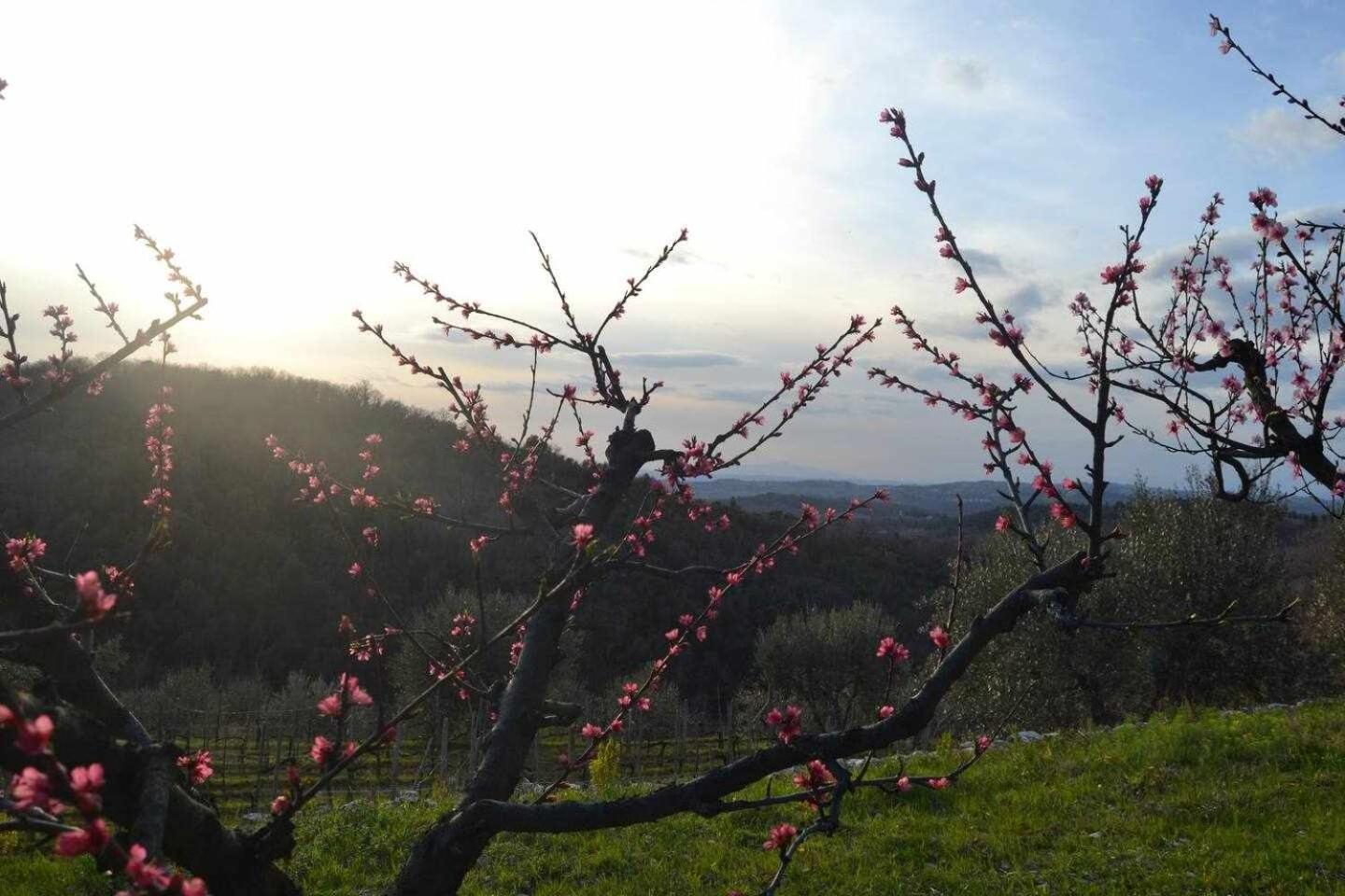 Agriturismo San Silvestro San Donato in Poggio Exterior photo